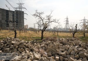 اعتبار ۹ همتی برای قرارگاه مسکن/واکنش به درختان اجاره ای برای پایان کار