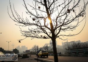 راز عمر کوتاه درختان تهران؛ معضل کاشت گونه‌های غیربومی