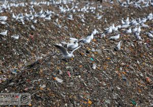 راهکارهای شهرداری برای حل چالش پسماند؛ از زباله‌سوز چینی تا شهرک بازیافت