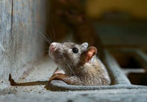 فرسودگی مناطق از دلایل افزایش موش‌ها در پایتخت