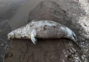 کشف لاشه ۳۹ قلاده فوک خزری از ابتدای ۱۴۰۴ تاکنون