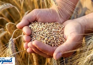 تاخیر در پرداخت گندمکاران؛ دولت خبر خوش می‌دهد!