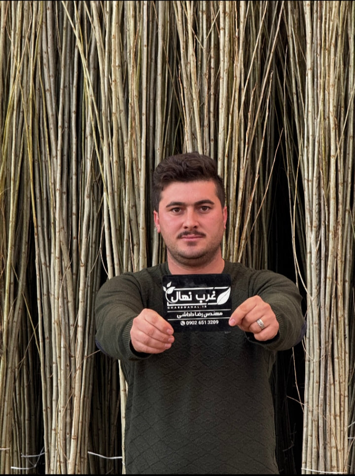 فروش نهال صنوبر یکساله یارانه‌ای از جهاد کشاورزی با قیمت ۷ هزار تومان با ظرفیت محدودارسال به کل ایران. 