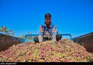 رشد ۸۰ درصدی صادرات پسته ایران
