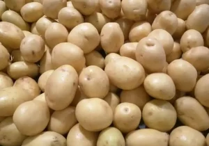 صادرات این محصول پرمصرف ممنوع شد