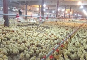 تغییر در فهرست معافیت‌ها/ ممنوعیت صادرات جوجه یک‌روزه اعلام شد