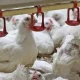 گذار ناقص به بازار آزاد؛ ریشه بحران نقدینگی و تلاطم در صنعت طیور